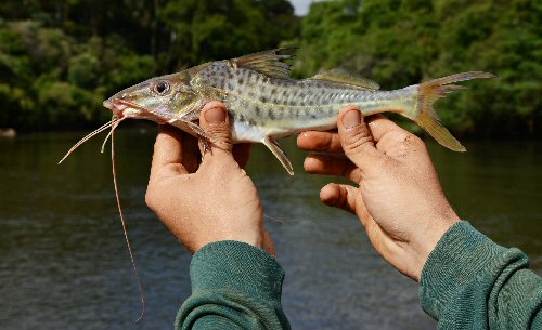 Iheringichthys labrosus