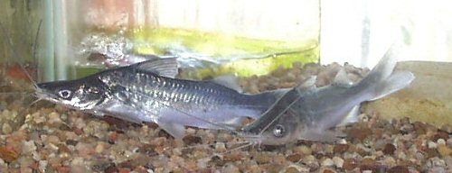 Iheringichthys megalops