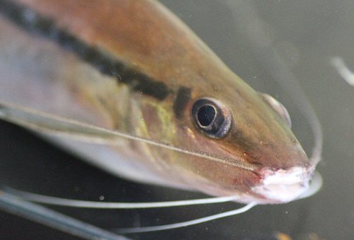 Imparfinis longicauda = head view