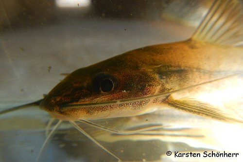 Imparfinis pijpersi  = head view