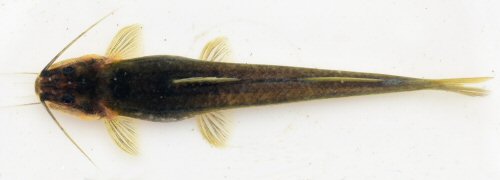 Imparfinis spurrellii = Dorsal view-San Juan River basin, Colombia