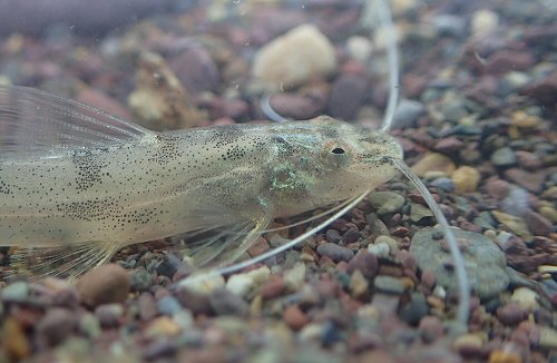 Imparfinis stictonotus = Collected in the Madre De Dios region - head view