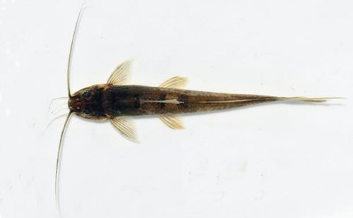 Imparfinis usmai = dorsal view