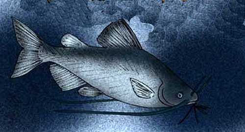  Incaichthys suarezi