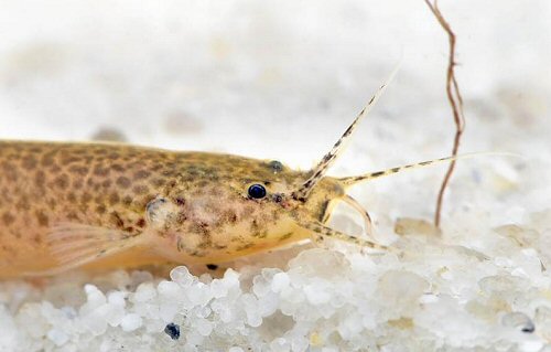 Ituglanis amazonicus = head view