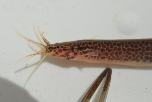 Ituglanis amazonicus - head view  - from the Oyapock