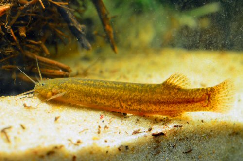 Ituglanis australis = Arroyo Perucho Verna, Argentina