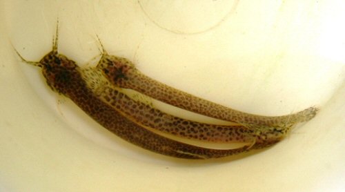 Ituglanis metae = dorsal view