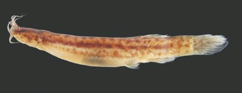 Ituglanis nebulosus = Holotype-Arataye River, tributary to Approuague River, near the natural preserve “Reserve naturelle des Nouragues”, French Guiana