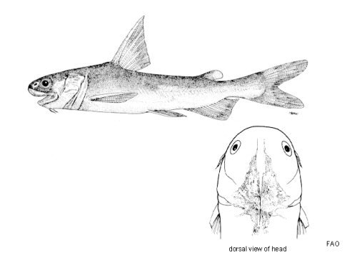 Ketengus typus = dorsal view of head