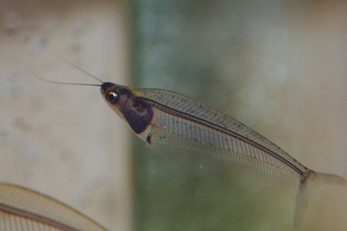 Kryptopterus vitreolus