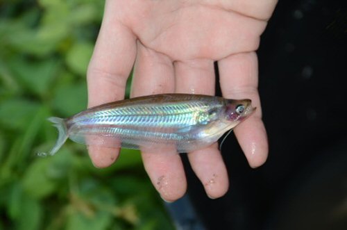 Kryptopterus schilbeides = From Palangkaraya, Central Borneo