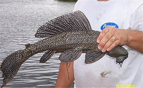 Pterygoplichthys ambrosettii = caught in Texas