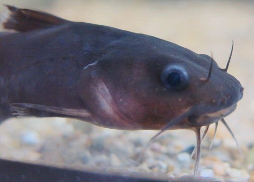 Lophiobagrus cyclurus = head view