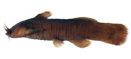 Liobagrus formosanus