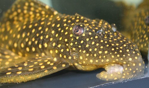 Leporacanthicus galaxias = close up of head