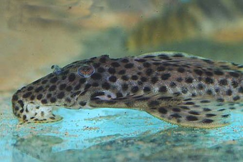 Leporacanthicus heterodon = head view