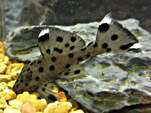 Leporacanthicus joselimai = juvenile