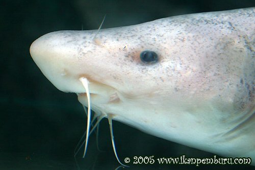 Tachysurus dumerili = Close up of head area on white specimen