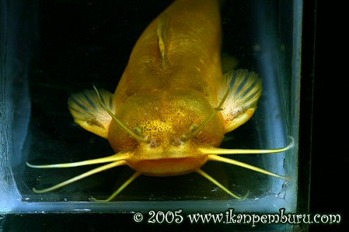 Liobagrus marginatus = barbels view