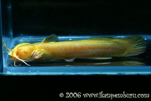 Liobagrus marginatus = Albino