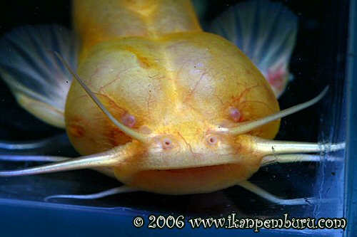 Liobagrus marginatus = Albino-Head View