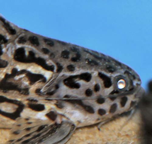 Liosomadoras oncinus = head view