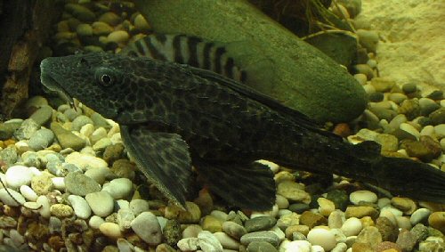 Pterygoplichthys pardalis 