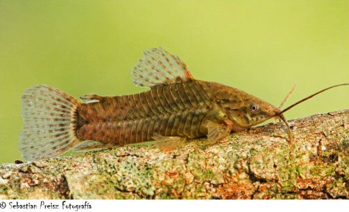 Lepthoplosternum pectorale = Villa Elisa-La Plata Province, Buenos Aires, Argentina