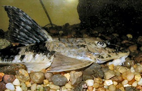 Loricaria simillima = head view 