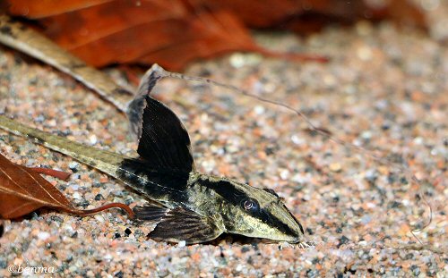 Loricaria simillima