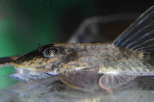 Loricaria simillima  = head view