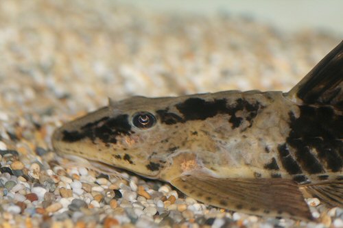 Loricaria nimairaco - head view