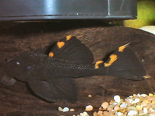 Leporacanthicus triactis