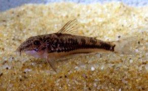 Corydoras lacerdai