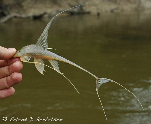 Lamontichthys filamentosus