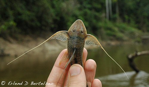 Lamontichthys filamentosus = dorsal head view