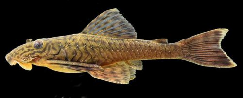 Lasiancistrus caucanus = female