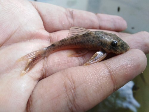 Lasiancistrus caucanus = Tucurinca, Zona Bananera, Magdalena, Colombia