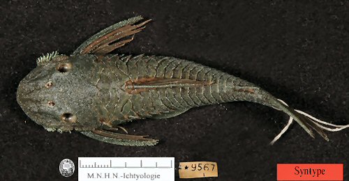 Lasiancistrus guacharote = Syntype=dorsal view