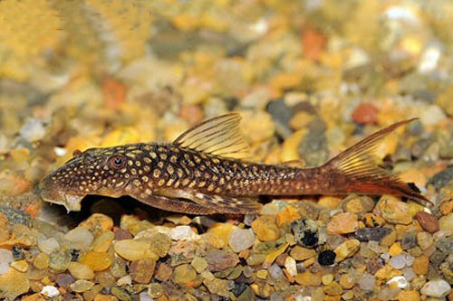 Lasiancistrus heteracanthus