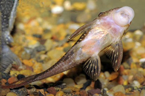 Lasiancistrus heteracanthus = ventral view