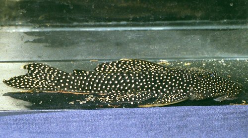 Lasiancistrus sp. (L033) 