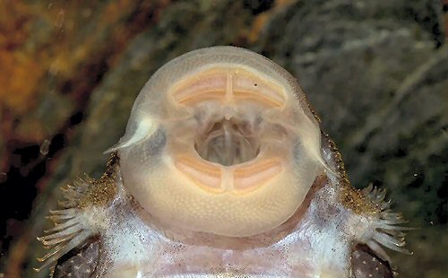 Lasiancistrus sp. (L479) = view of mouth 