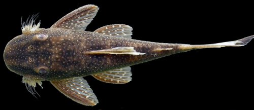 Lasiancistrus schomburgkii  = male dorsal view