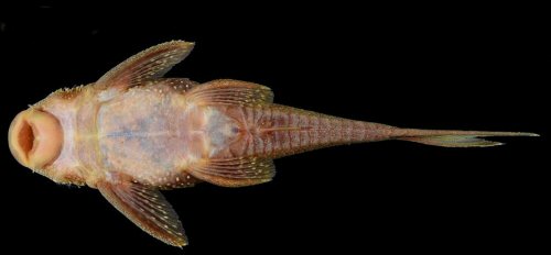 Lasiancistrus schomburgkii = female ventral view