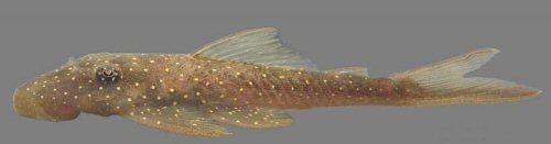 Lasiancistrus schomburgkii = Rio Nhamundá, Brazil 