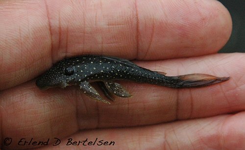 Lasiancistrus sp. (L228) = Rio Tapiche, Peru. 