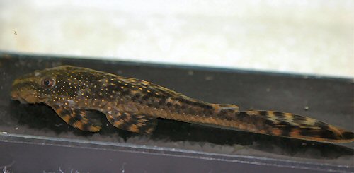 Lasiancistrus tentaculatus 