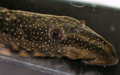 Lasiancistrus tentaculatus = head view